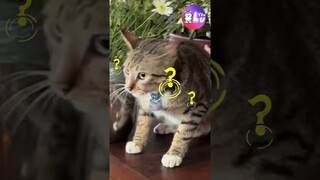 Chỉ những ai nghiện mèo mới hiểu 🤣 #Shorts #Yeulu #Yeuluofficial