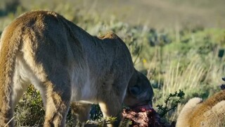 Mountain lion hunt the Elks