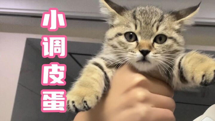 有了这玩意以后，基本与懒觉无缘了！