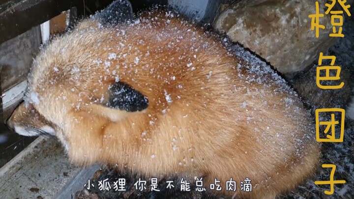 Turun salju nih~ Kasih kacang-kacangan untuk rubah kecil yang sudah dilapisi gula halus~