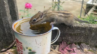 My naughty chipmunk showed up after its two-days “trip”