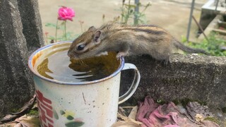 Chơi Nhau À Chuột? Bao Lâu Thì Ra?