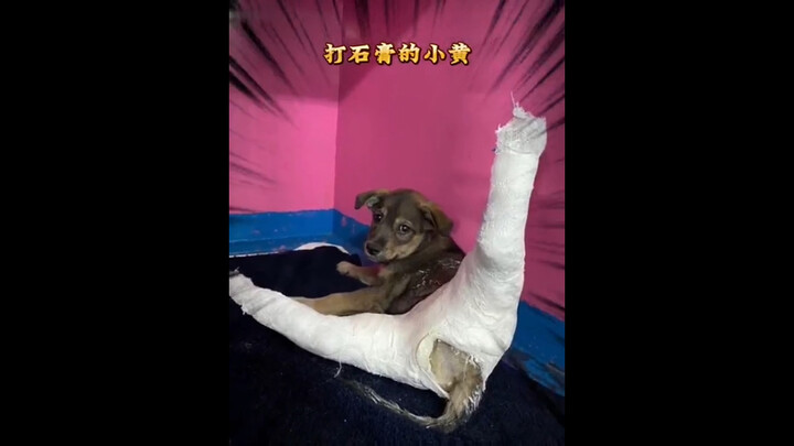 《小动物维修中心》
