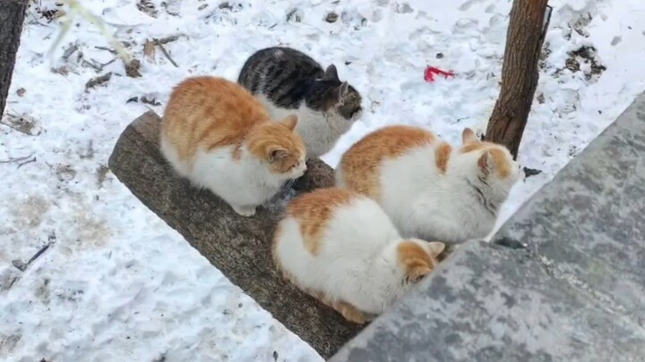 [Good Cat TV] Tired? Come check out Hao Cat!