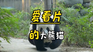 ทำไมต้องให้แพนด้ายักษ์ดูคลิปแมว? - ความรู้จากหยงมาหม่า