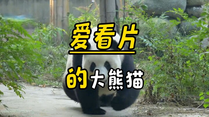 لماذا نعرض أفلام القطط للباندا العملاقة؟ - تثقيف من قبل رونغ ما ما