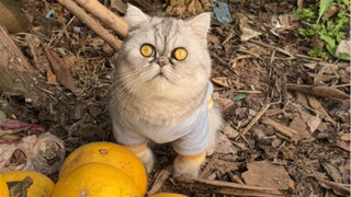 My god, I'm selling grapefruits at a stall.