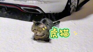 这回可不出去跑了吧，可爱的猫咪