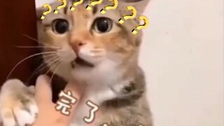 小问号，你是否有许多小猫咪？