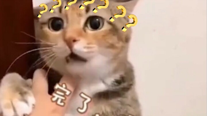 小问号，你是否有许多小猫咪？