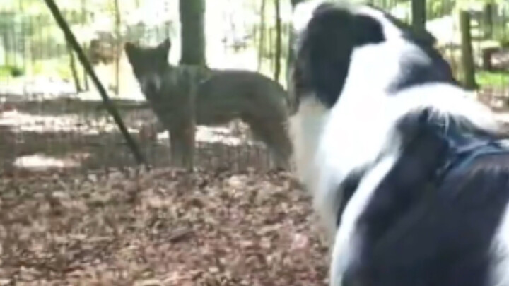 Tiếng chó sủa làm con sói bối rối.