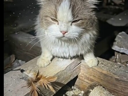 Internet-famous kittens across the web after the hype dies down!