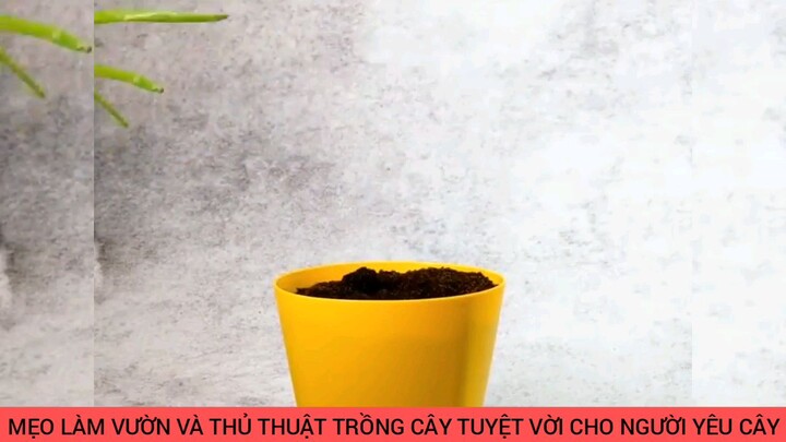 thủ thuật trồng cây tuyệt vời