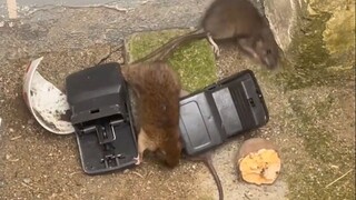 Tikus ini terlalu mudah ditangkap!