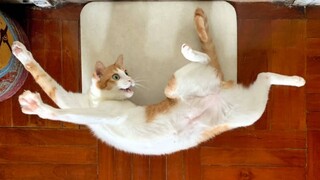 When You Catch Your Naughty Cat...