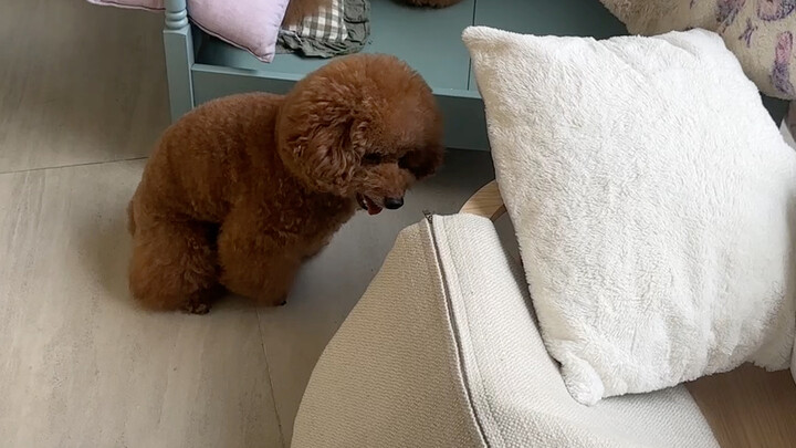 While the dog wasn't home, I secretly washed all their nests...