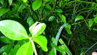 herping