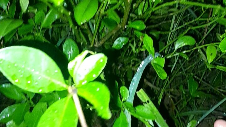 herping