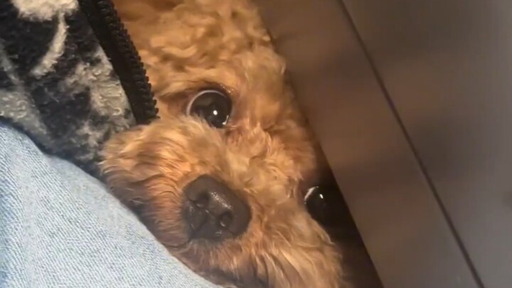 Anak anjing yang suka parkour diberi hadiah kaleng