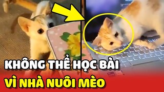 Cô gái ĐỔ THỪA không học bài được vì NHÀ EM NUÔI MÈO 😂 | Yêu Lu