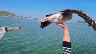 Tại sao ngỗng trời lại bay theo tàu cao tốc?