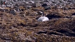 Paus pembunuh itu rakus dan terdampar di karang. Wisatawan mengambil alih menyiramnya. Adegan terakh