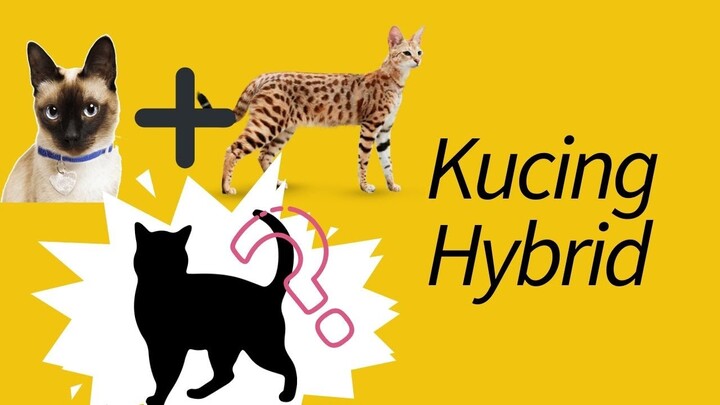 7 Jenis Kucing Gabungan Kucing Hutan dan Domestik—#2 Gede Banget!