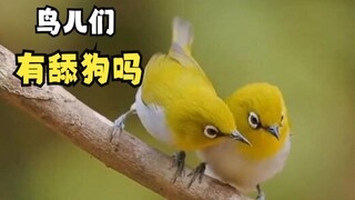 那些正在求偶的动物们!
