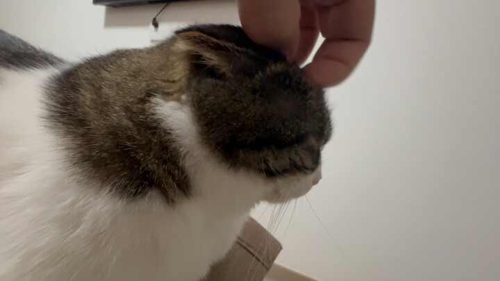 Immersive listening to cooing and murmuring!