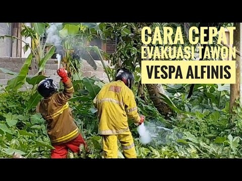 CARA CEPAT EVAKUASI TAWON VESPA ALFINIS/DAMKAR TABANAN EDISIRAB 17 JUNI 2020