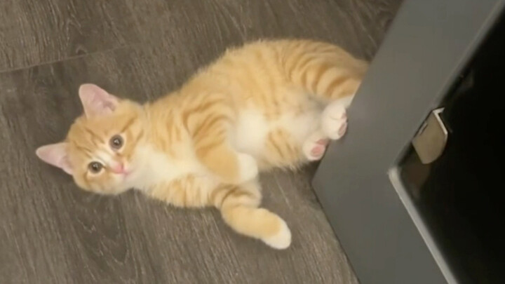 โดนลูกแมวที่ซื้อด้วยเงินสิบหยวนทำให้หลงเสน่ห์จนใจละลายไปแล้ว