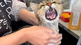 (คลิปแมว) เจ้าแมวน้อยส่งเสียงร้องพึมพำแต่ก็อาบน้ำอย่างว่าง่าย