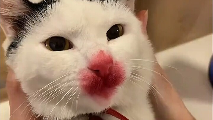 Who taught you to pet a cat like that???