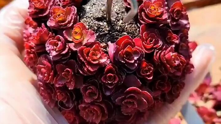 Ball-shaped Succulent Tutorial