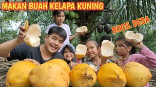 MAKAN BUAH KELAPA KUNING DIBAWAH POHON KELAPA HIJAU DI KAMPUNG HALAMAN