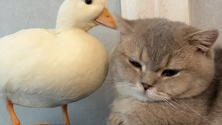 The three essential qualities of a bodyguard: Stay vigilant! Have sharp eyes! Be unrealistic!