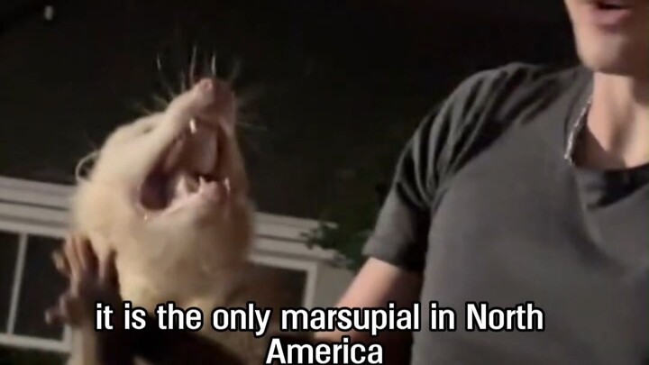 I ran into a North American opossum on the road; it wants to come home with me.