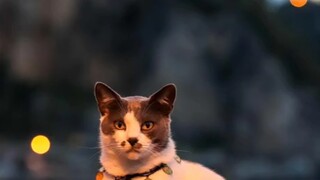Mèo đẹp, nhưng kỹ năng chụp ảnh kém