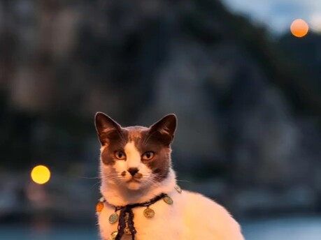 Nice cat, but poor photography skills