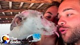 Couple Rescues Terrified Dog And Cries As She Learns To Love | The Dodo Running Back To The Rescue