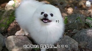 chú cún con pongki dễ thương cực kỳ cute - Phần 1