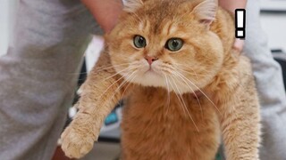 [Động vật]So sánh toàn diện giữa hai bé mèo cưng