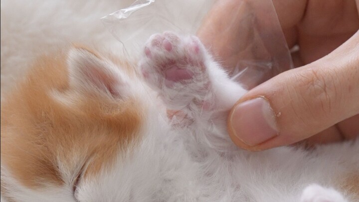 Real cat-paw squishy