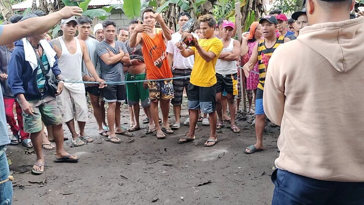 napalaban na naman sa tupada. fastest kill ang ating 6 months old na manok.