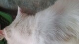 kucing keturunan mata Sasuke🗿🗿🗿