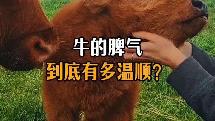 How gentle is a cow’s temperament, exactly?