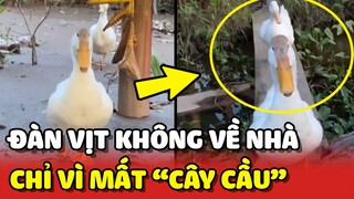 2 chú vịt không chịu VỀ NHÀ chỉ vì MẤT CÂY CẦU CŨ 😂 | Yêu Lu