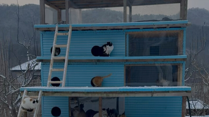 The hot spring–heated cat house has been repaired and is ready to take on Old Man Winter once again!