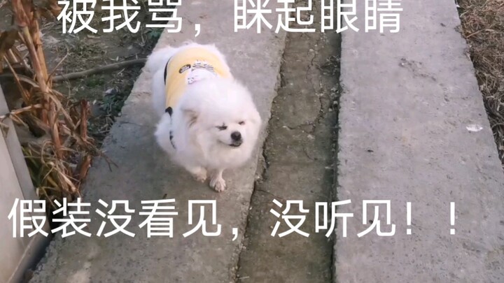 หาอยู่ครึ่งชั่วโมง: น้องตุ๊ดตุ๊ดถึงค่อยๆ โผล่ออกมาจากมุมห้องทีละนิด!!
