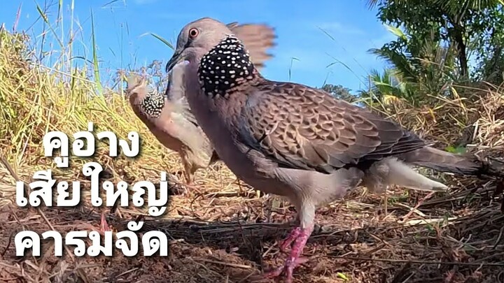 #ตามล่านกเขาใหญ่เสียงใหญ่คูอ่างคารมป่า【เจ้าEP105】#Bẩy Chim Cu Gáy#burk terkukur pikat